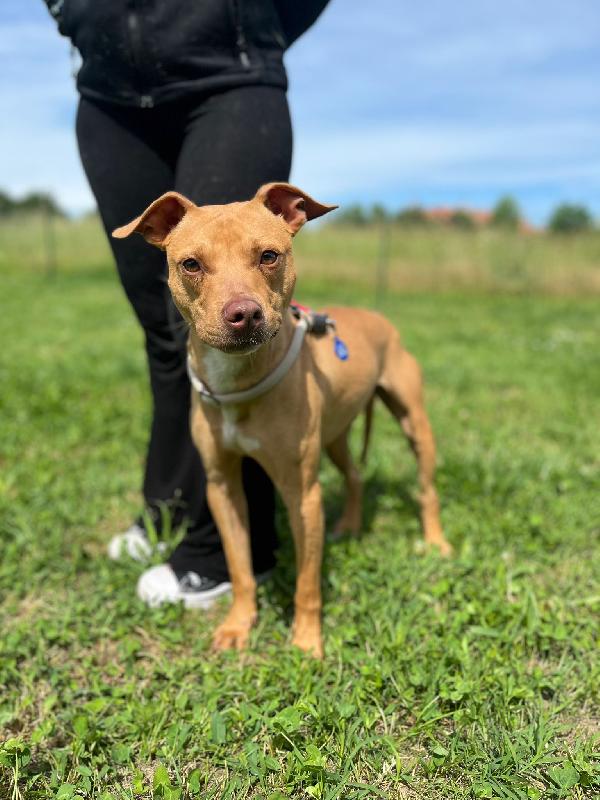 CARLETTO BELLISSIMO PIT Foto 4